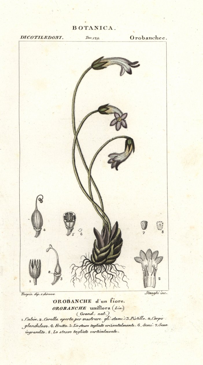 Jednokwiatowa broomrape, Orobanche uniflora autorstwa Stanghi Stanghi