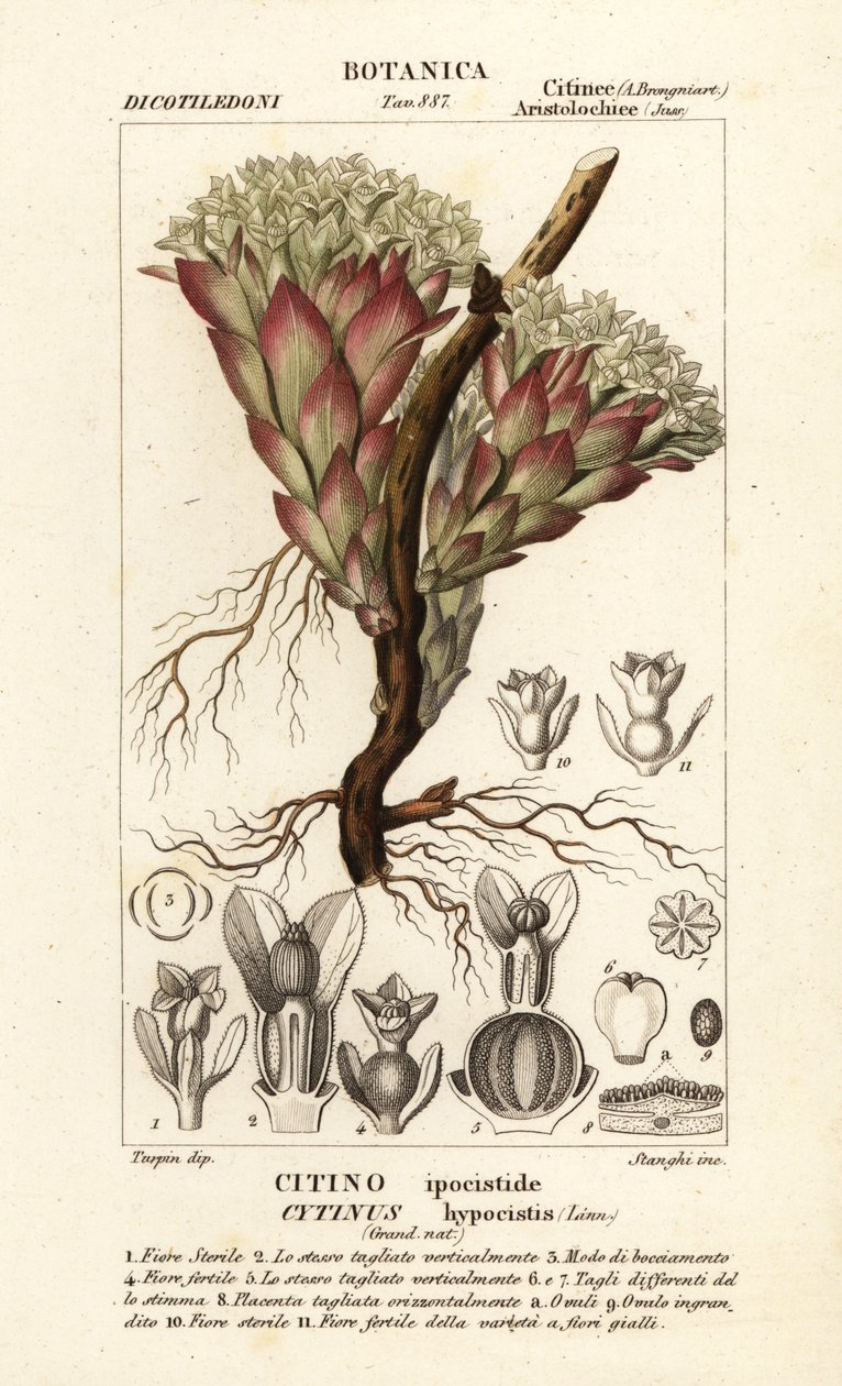 Roślina pasożytnicza, Cytinus hypocistis autorstwa Stanghi Stanghi