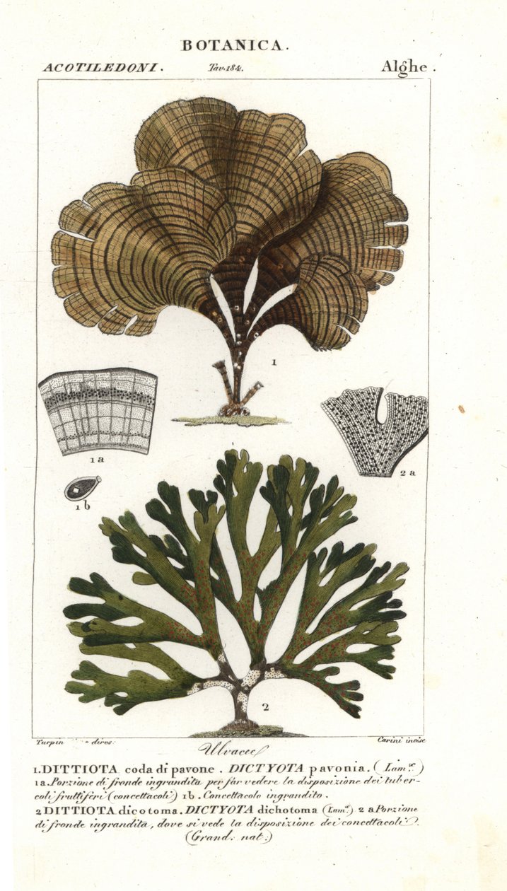 Pawi ogon, Padina pavonica 1 i Dictyota dichotoma 2 autorstwa Stanghi Stanghi