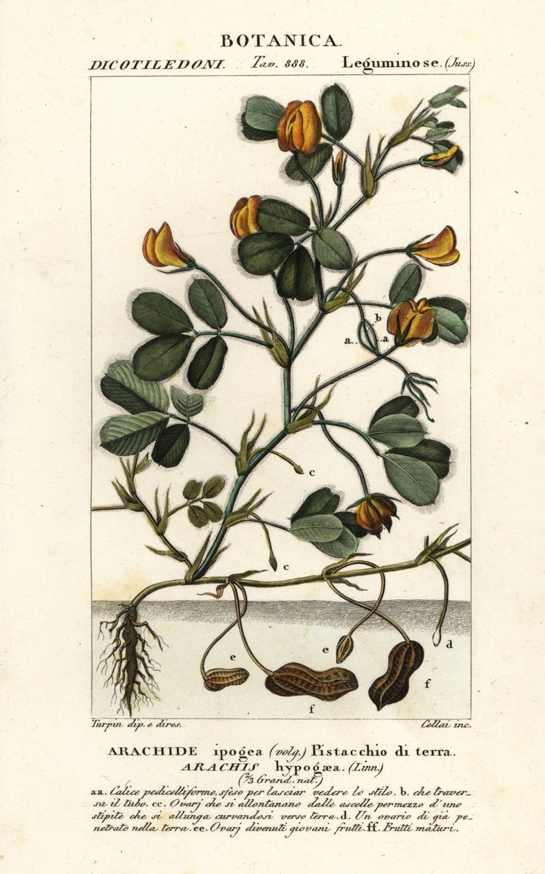 Orzeszki ziemne lub ziemne, Arachis hypogaea autorstwa Stanghi Stanghi