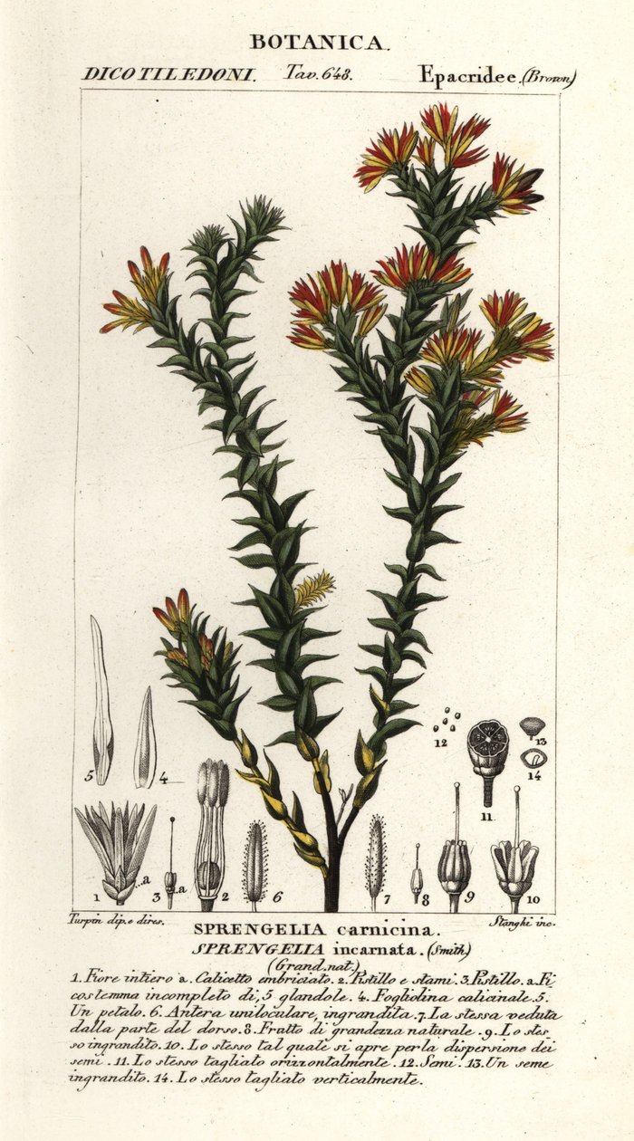 Różowe wrzosowisko bagienne, Sprengelia incarnata autorstwa Stanghi Stanghi