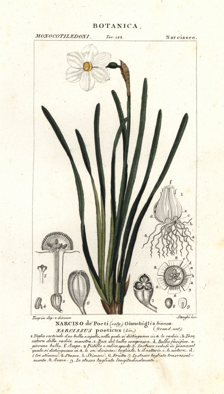Żonkil poety, Narcissus poeticus autorstwa Stanghi Stanghi