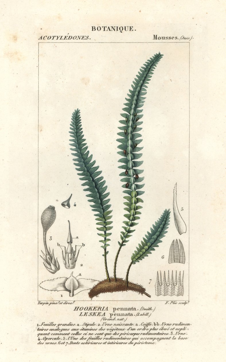 Mech piórkowy lub paprociowy, Cyathophorum bulbosum autorstwa Stanghi Stanghi