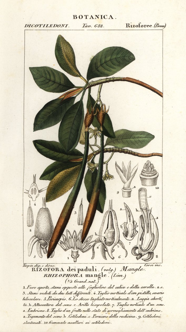 Czerwony namorzyn, magiel Rhizophora autorstwa Stanghi Stanghi