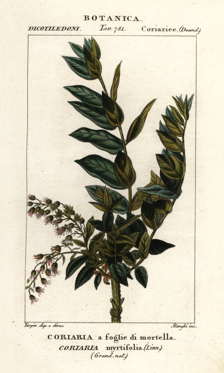 Redoul drzewo , Coriaria myrtifolia autorstwa Stanghi Stanghi