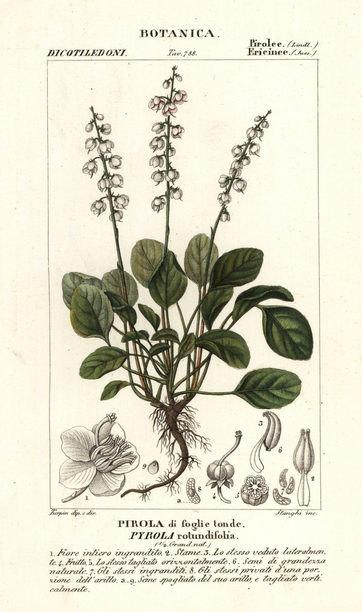 Zimozielony okrągłolistny, Pyrola rotundifolia autorstwa Stanghi Stanghi