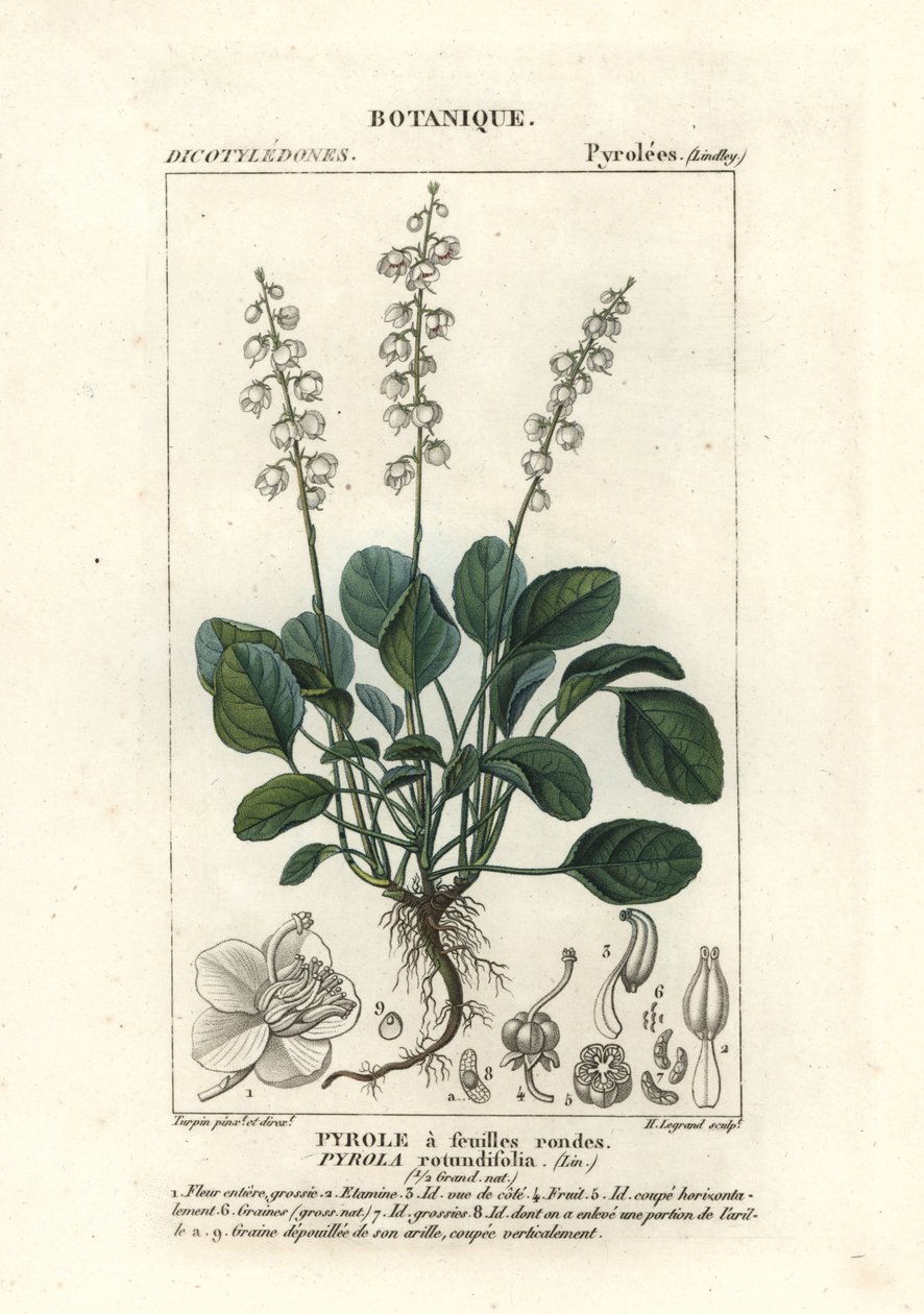 Zimozielony okrągłolistny, Pyrola rotundifolia autorstwa Stanghi Stanghi