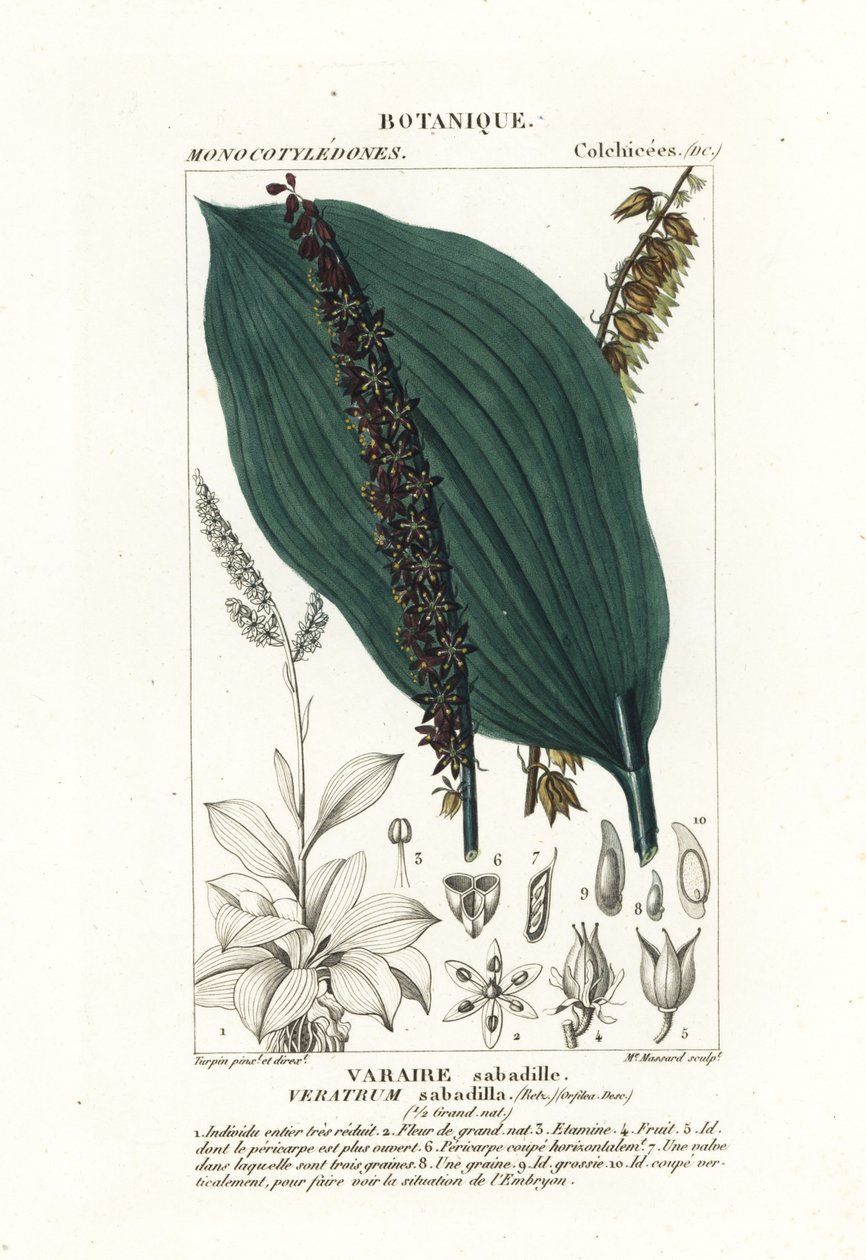 Sabadilla, Schoenocaulon officinale autorstwa Stanghi Stanghi