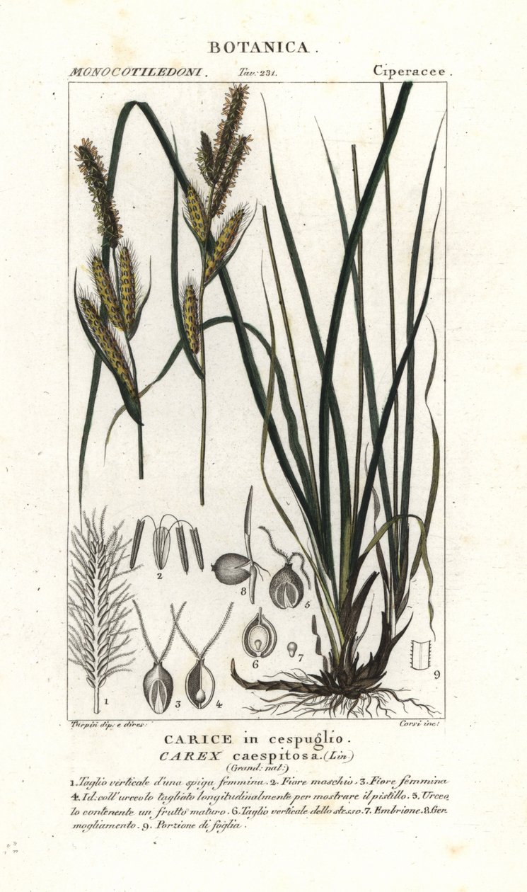 Trawa turzycowa, Carex caespitosa autorstwa Stanghi Stanghi