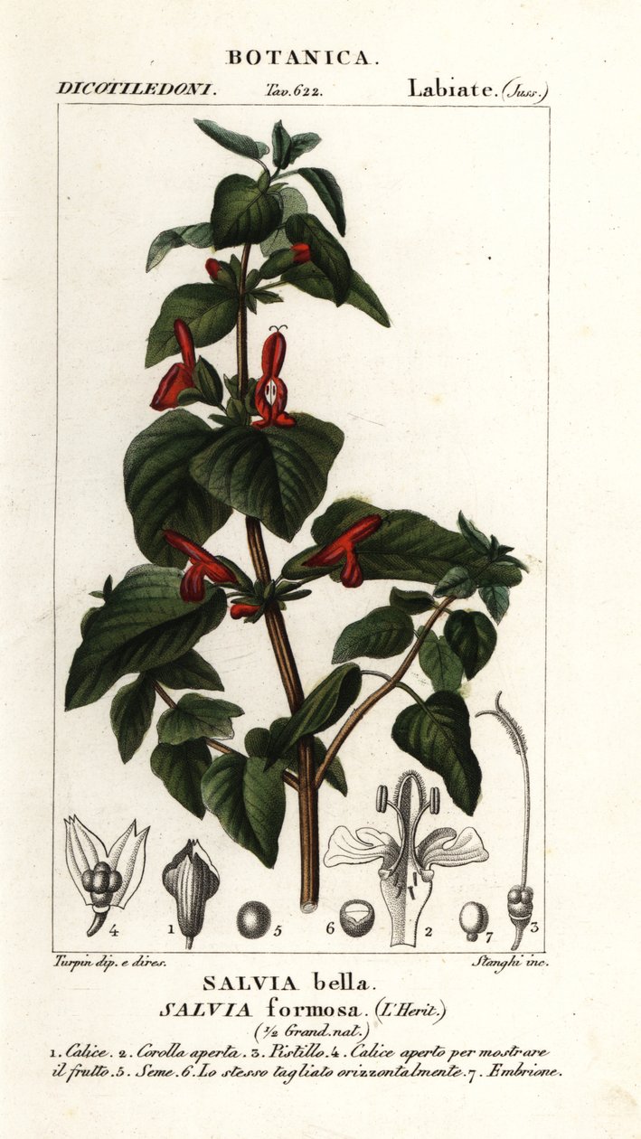 Szałwia o lśniących liściach, Salvia formosa autorstwa Stanghi Stanghi