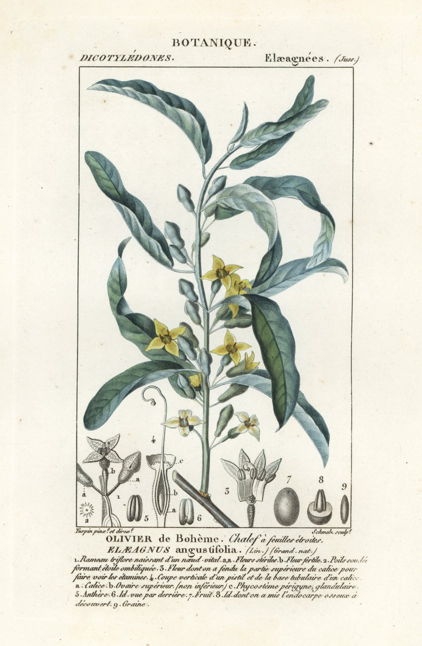 Srebrzysta jagoda lub oleaster, Elaeagnus angustifolia autorstwa Stanghi Stanghi
