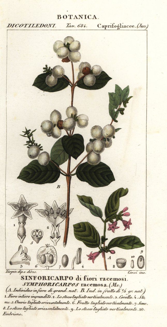 Sanouberi, cyforia rasamosa autorstwa Stanghi Stanghi