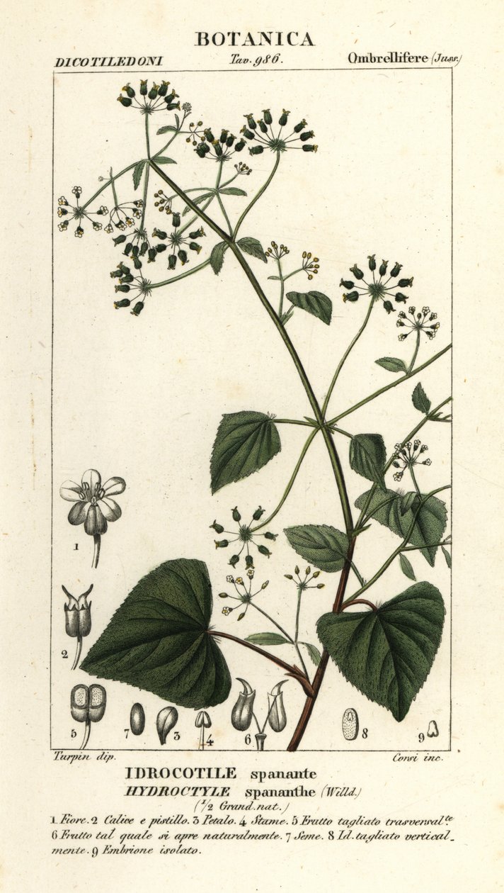 Spananthe paniculata Hydrocotyle spananthe, Idrocotile spanante autorstwa Stanghi Stanghi