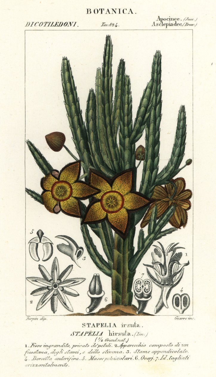 Kwiat rozgwiazdy lub roślina padliny, Stapelia hirsuta autorstwa Stanghi Stanghi