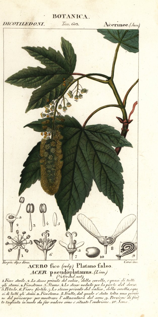 Klon jawor lub klon planetree, Acer pseudoplatanus autorstwa Stanghi Stanghi