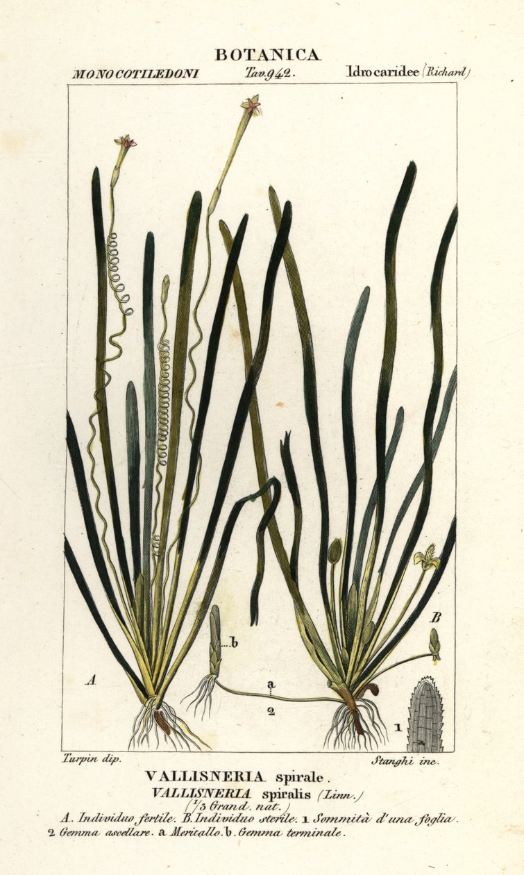 Trawa taśmowa lub trawa węgorzowa, Vallisneria spiralis autorstwa Stanghi Stanghi