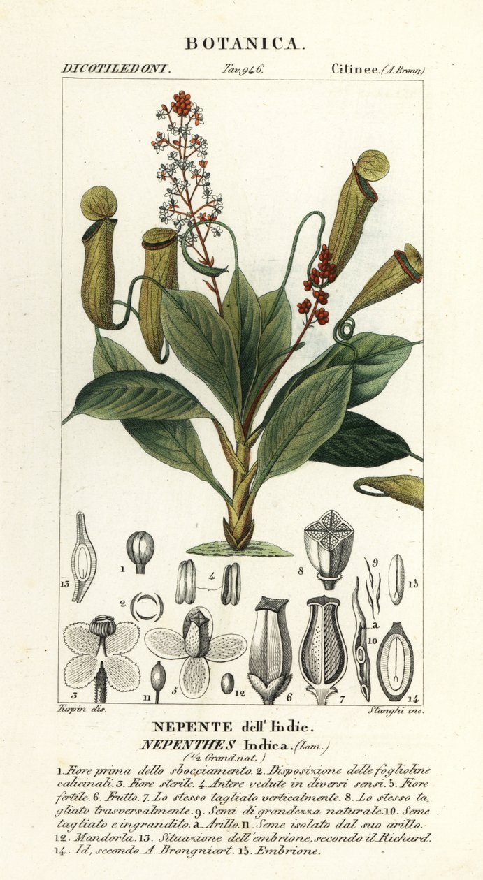 Tropikalna roślina dzbanowa, destylator Nepenthes autorstwa Stanghi Stanghi