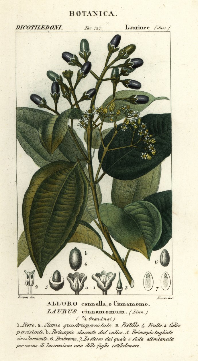 Prawdziwe drzewo cynamonowe autorstwa Stanghi Stanghi
