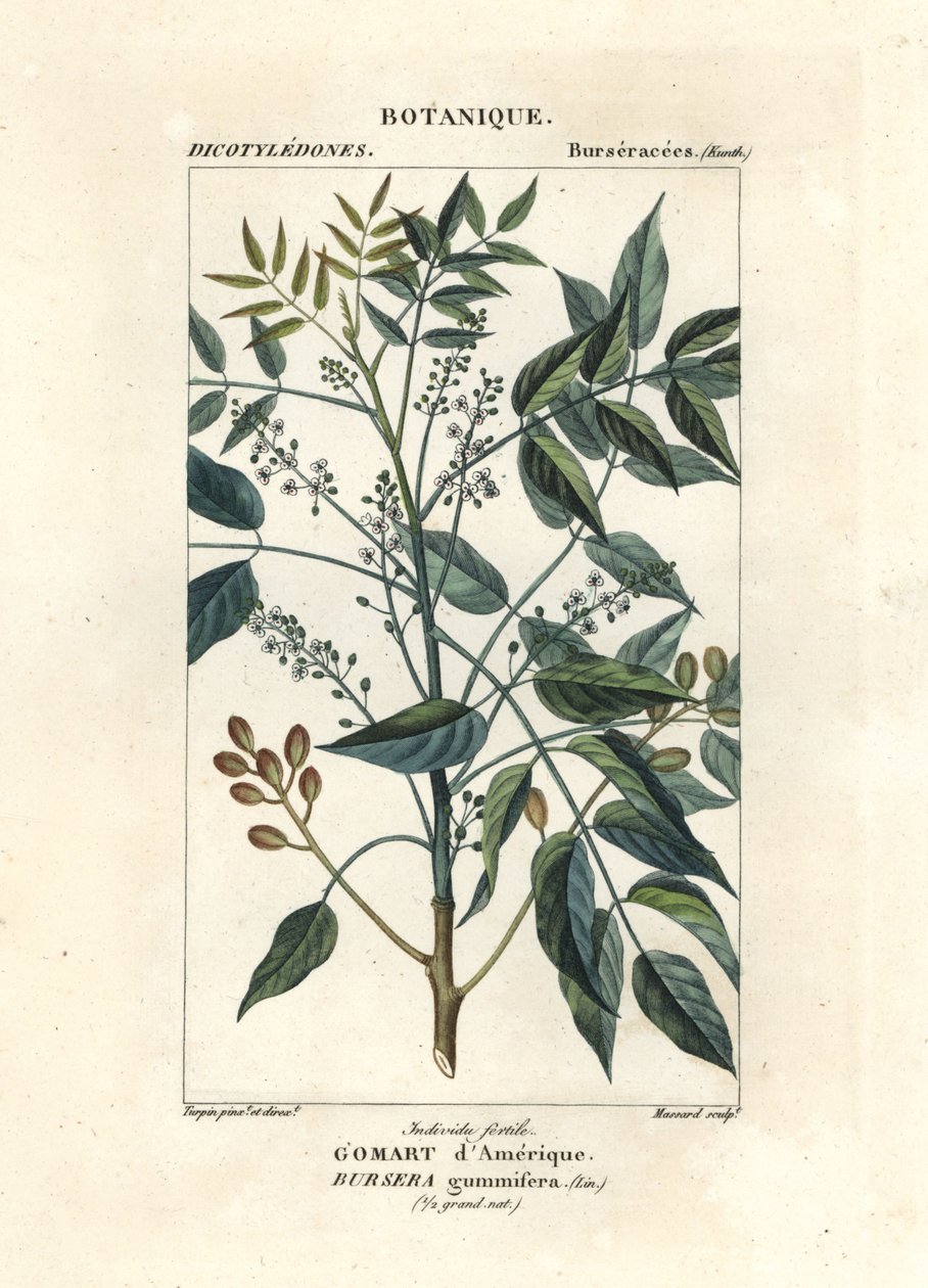 Terpentyna, Bursera simaruba autorstwa Stanghi Stanghi