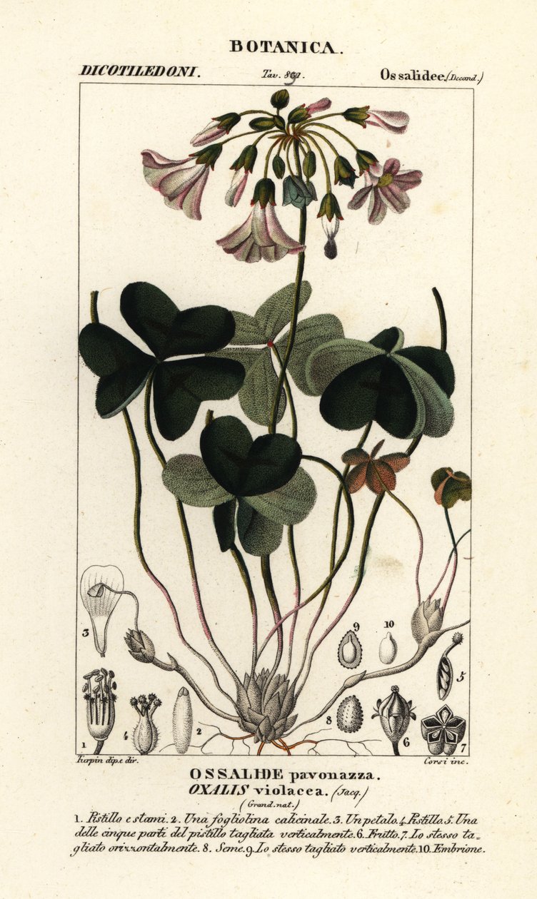 Fioletowy szczaw zajęczy, szczawik violacea autorstwa Stanghi Stanghi