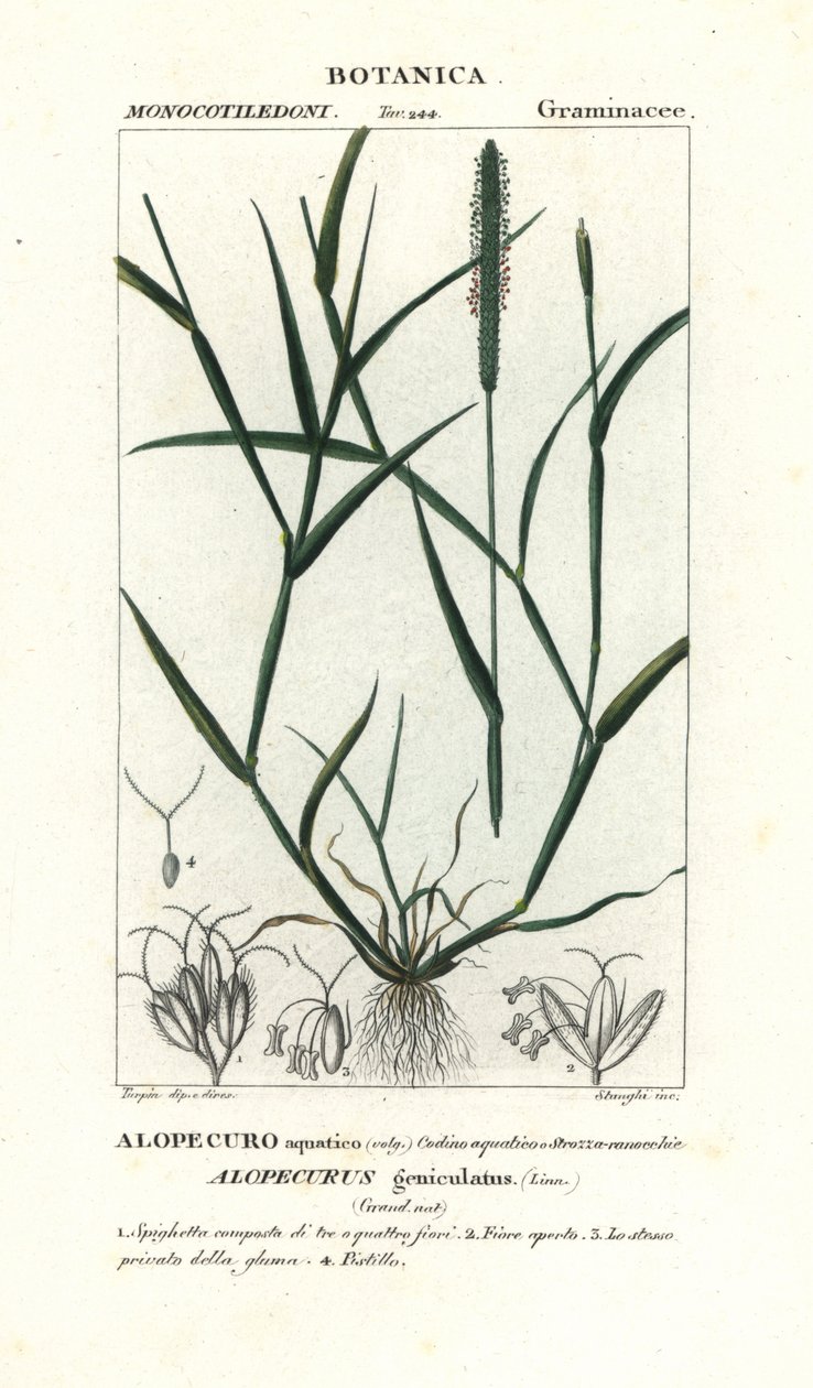 Wyczyniec wodny , Alopecurus geniculatus autorstwa Stanghi Stanghi