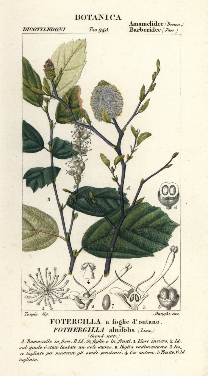 Starszy wiedźm, Fothergilla gardenii autorstwa Stanghi Stanghi