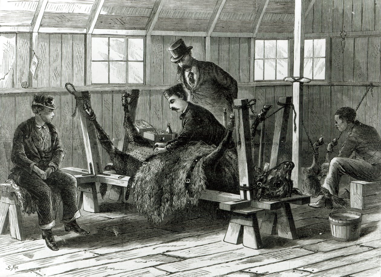 Odbieranie wirusa od cielęcia, ilustracja z "Harper