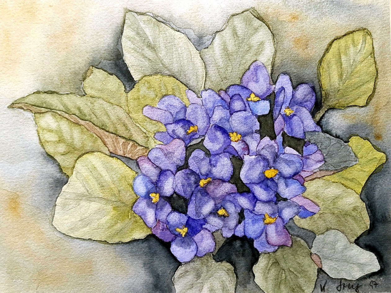 fiołki afrykańskie autorstwa Steegs Art Karin