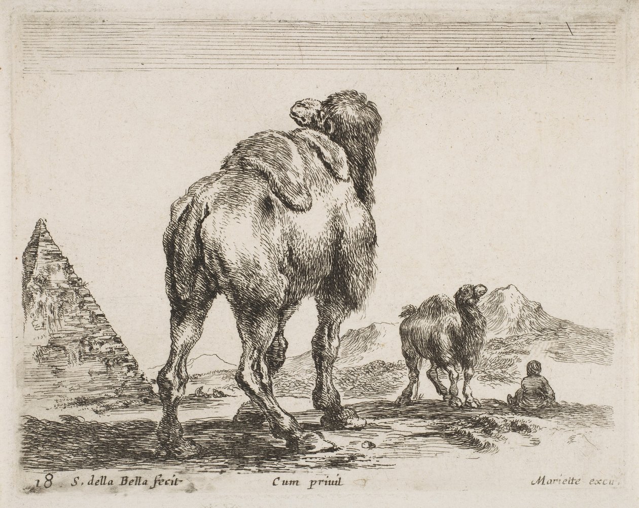 Wielbłąd oglądany od tyłu, pub. 1641 z Diversi Animali autorstwa Stefano della Bella