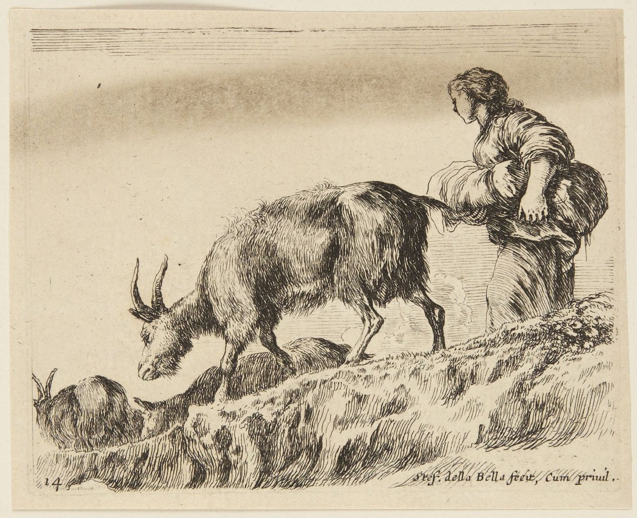 Kozy (Różne zwierzęta, 14) autorstwa Stefano della Bella