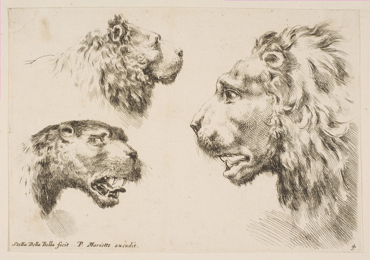 Głowy Trzech Lwów, ca. 1641. autorstwa Stefano della Bella