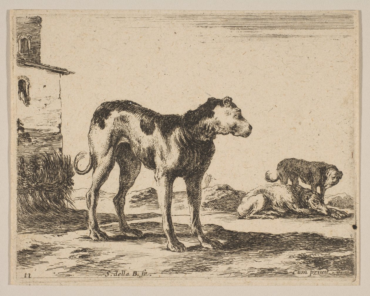 Tabliczka 11: psy, z różnych zwierząt Diversi animali, ca. 1641. autorstwa Stefano della Bella