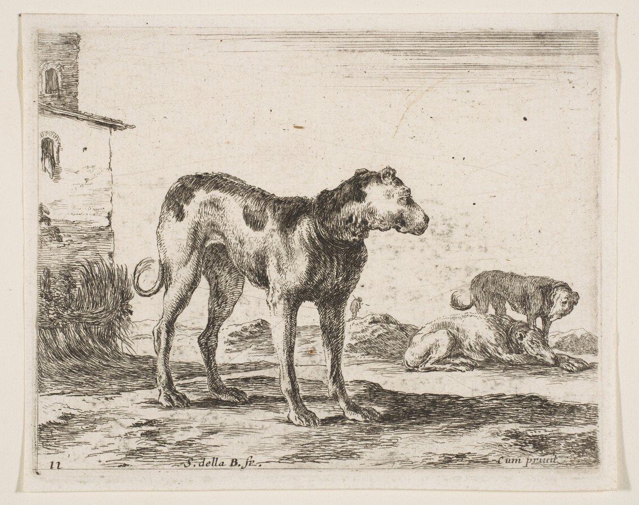 Tabliczka 11: psy, z różnych zwierząt Diversi animali, ca. 1641. autorstwa Stefano della Bella