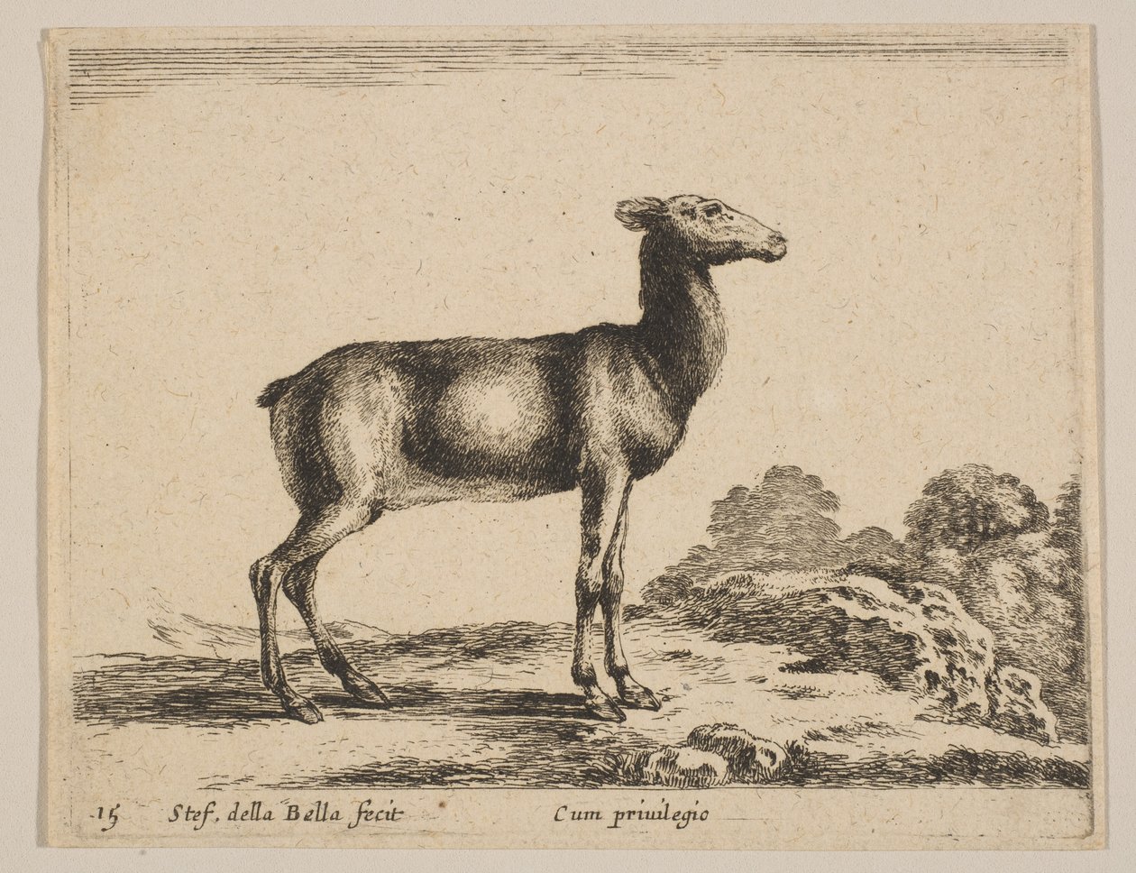 Płyta 15: łania, z 