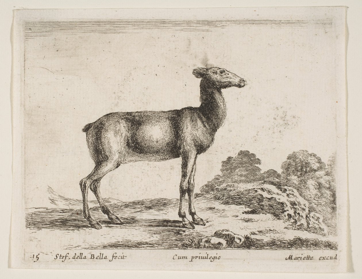 Płyta 15: łania, z różnych zwierząt Diversi animali, ca. 1641. autorstwa Stefano della Bella