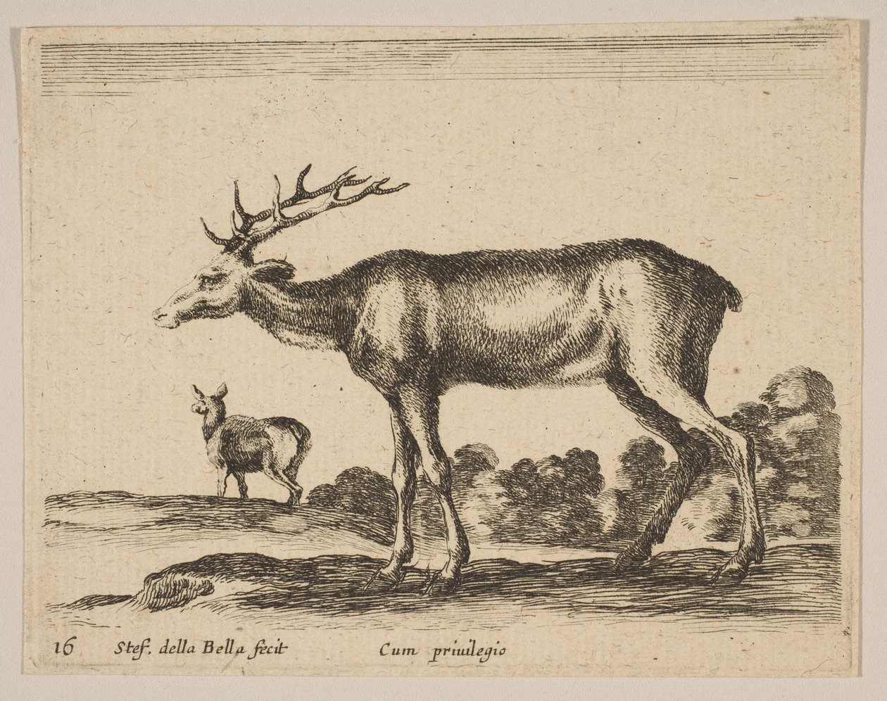Płyta 16: jeleń, z różnych zwierząt Diversi animali, ca. 1641. autorstwa Stefano della Bella