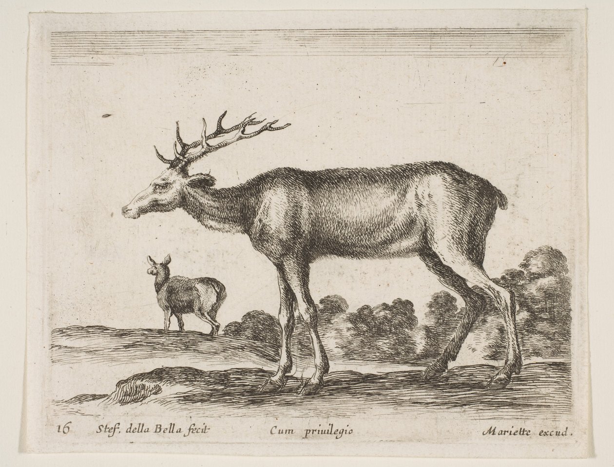 Płyta 16: jeleń, z różnych zwierząt Diversi animali, ca. 1641. autorstwa Stefano della Bella