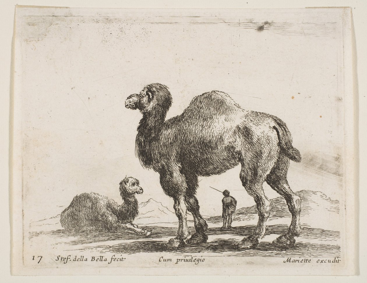 Płyta 17: wielbłądy, z różnych zwierząt Diversi animali, ca. 1641. autorstwa Stefano della Bella