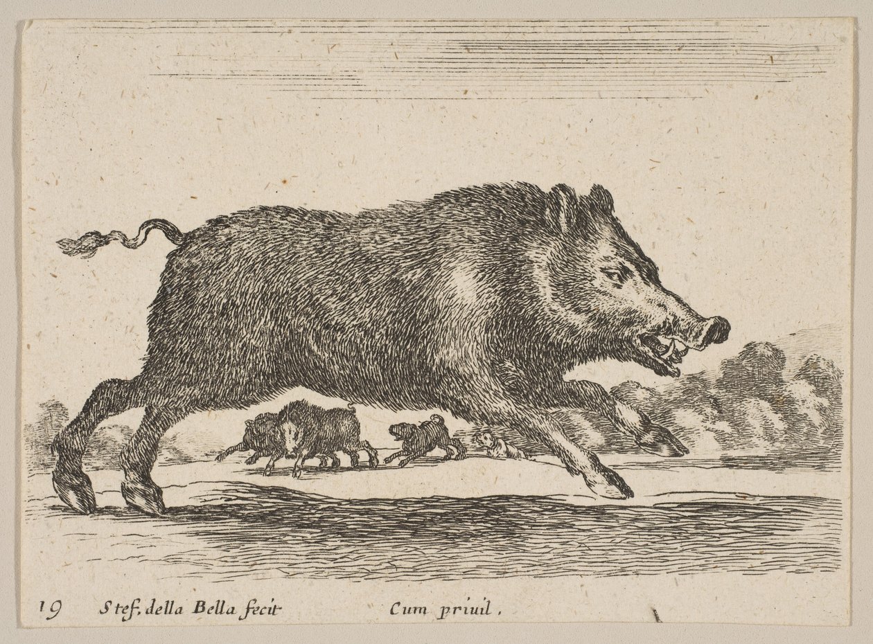 Płyta 19: dzik, z różnych zwierząt Diversi animali, ca. 1641. autorstwa Stefano della Bella