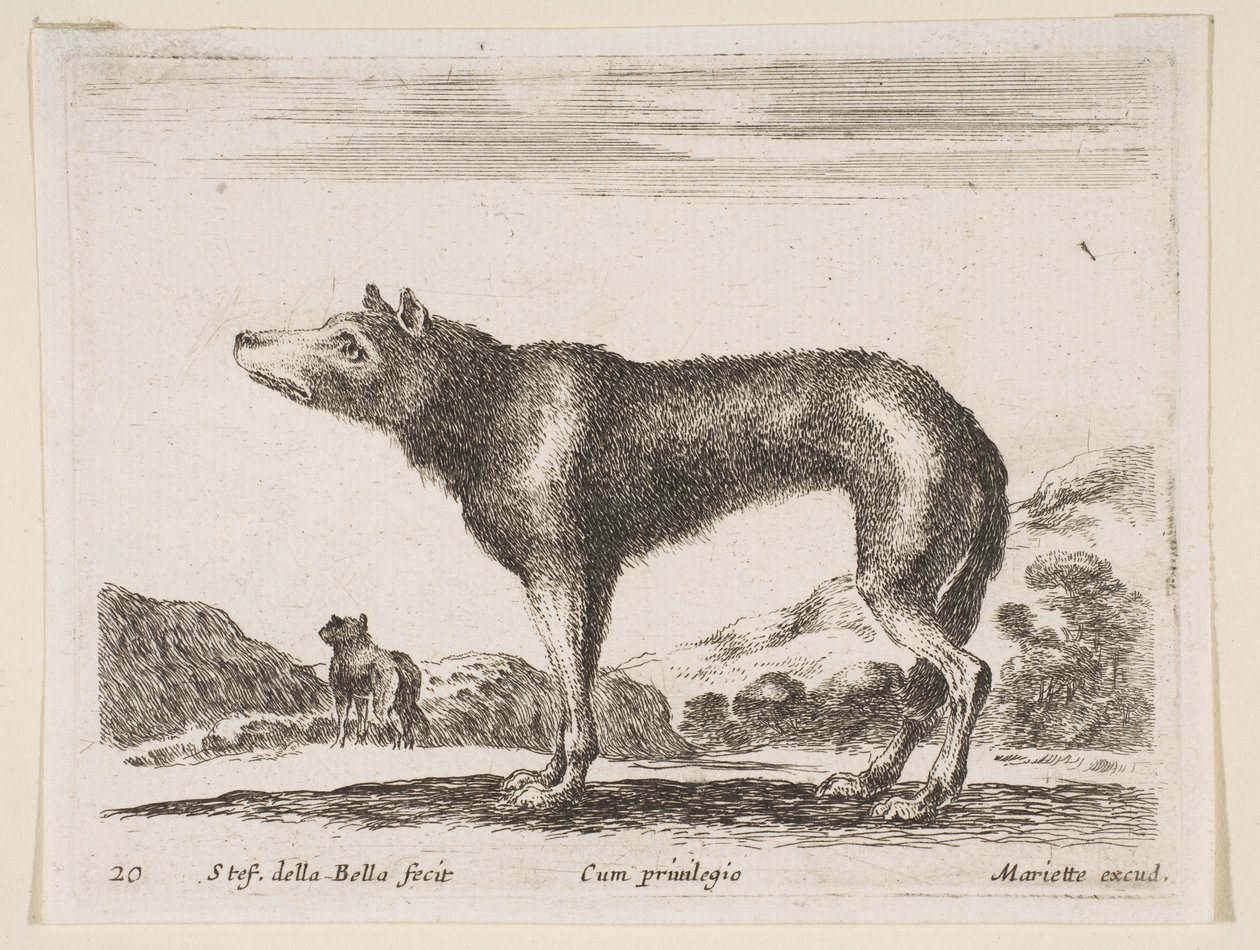 Płyta 20: wilk, z różnych zwierząt Diversi animali, ca. 1641. autorstwa Stefano della Bella