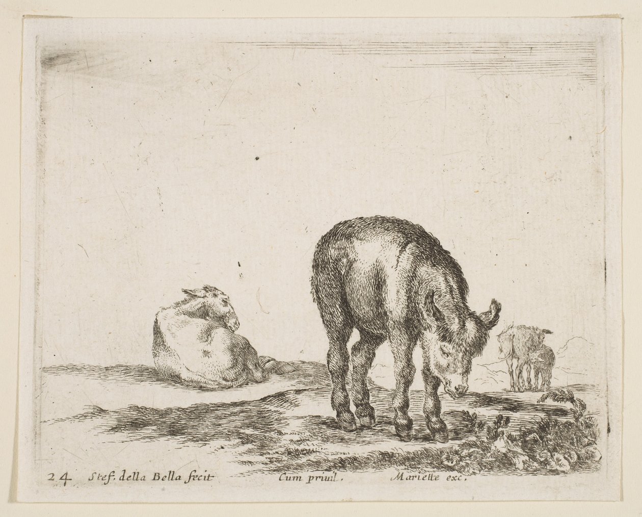 Talerz 24: osły, z różnych zwierząt Diversi animali, ca. 1641. autorstwa Stefano della Bella