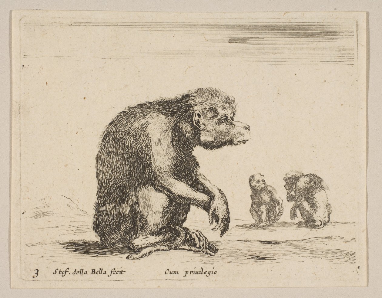 Tabliczka 3: siedząca małpa, z różnych zwierząt Diversi animali, ca. 1641. autorstwa Stefano della Bella