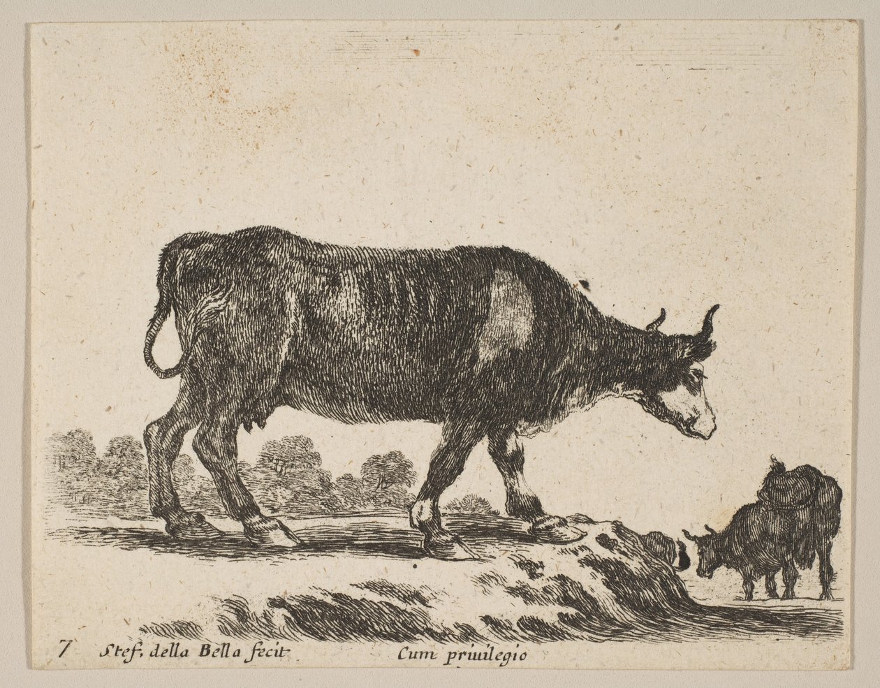 Płyta 7: krowa, z różnych zwierząt Diversi animali, ca. 1641. autorstwa Stefano della Bella