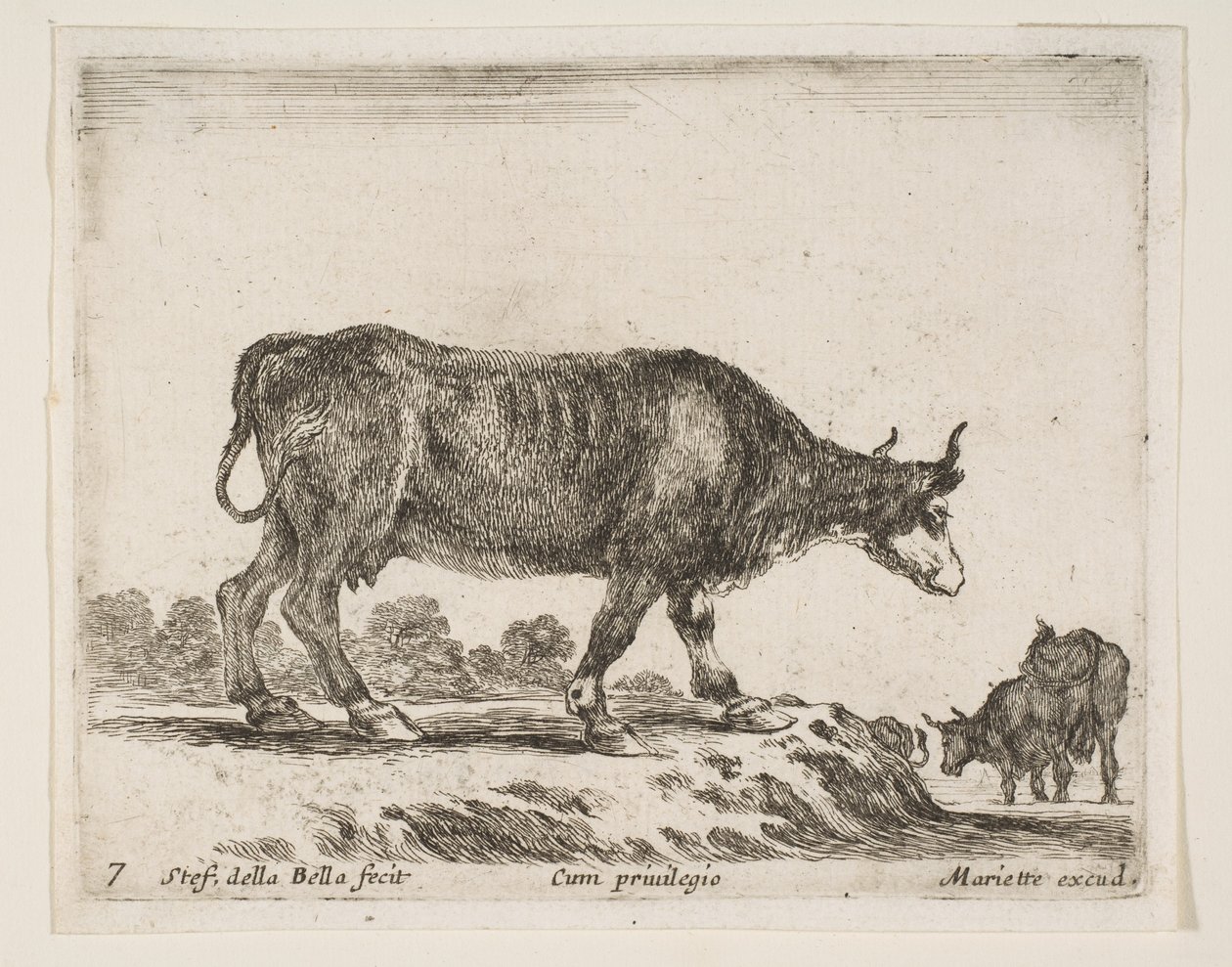Płyta 7: wół, z różnych zwierząt Diversi animali, ca. 1641. autorstwa Stefano della Bella