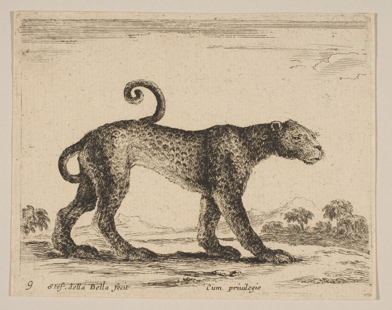 Płyta 9: lampart, z różnych zwierząt Diversi animali, ca. 1641. autorstwa Stefano della Bella