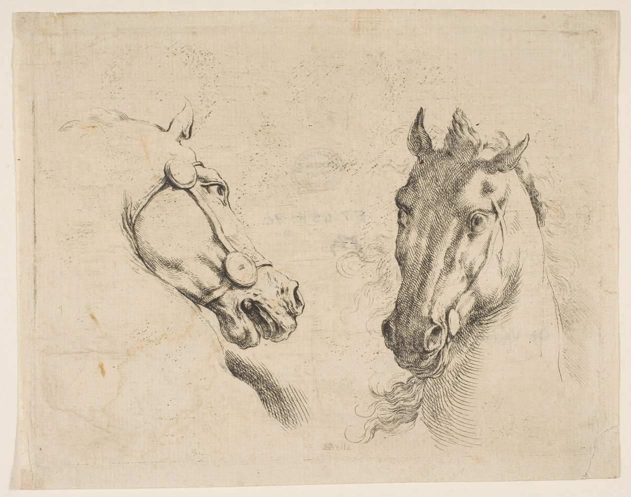 Dwie głowy konia, ca. 1649. autorstwa Stefano della Bella