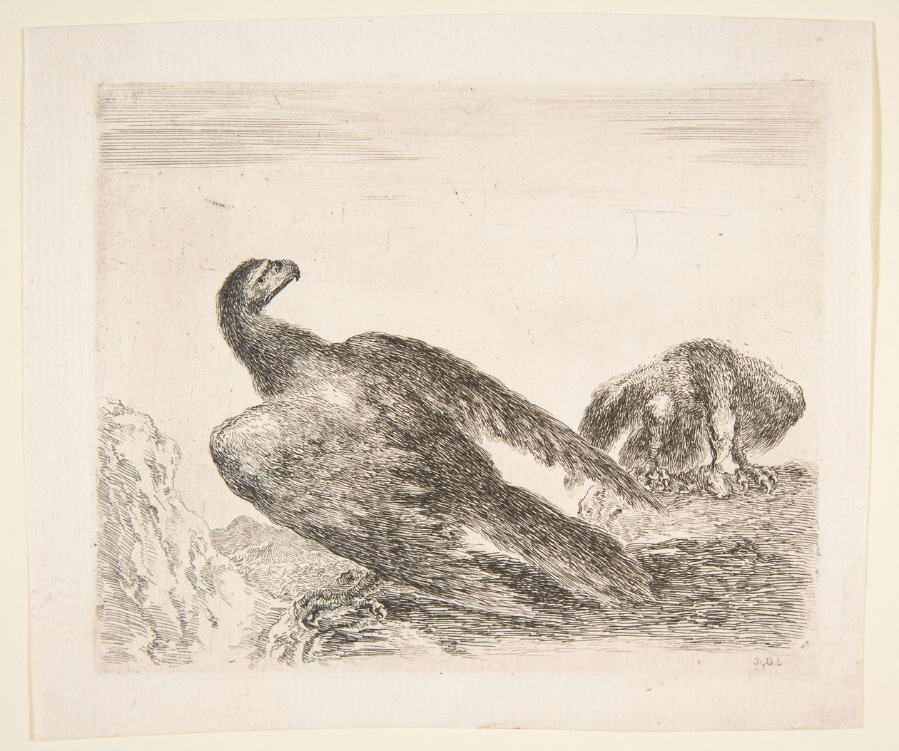 Dwa orły, jeden ze zdobyczą, z Eagles Les aigles, ca. 1651. autorstwa Stefano della Bella