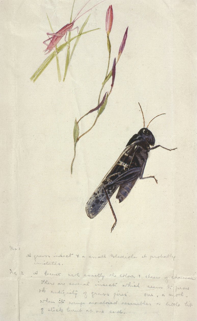 Owady południowoafrykańskie (rysunek) autorstwa Stephen Briggs Carlil