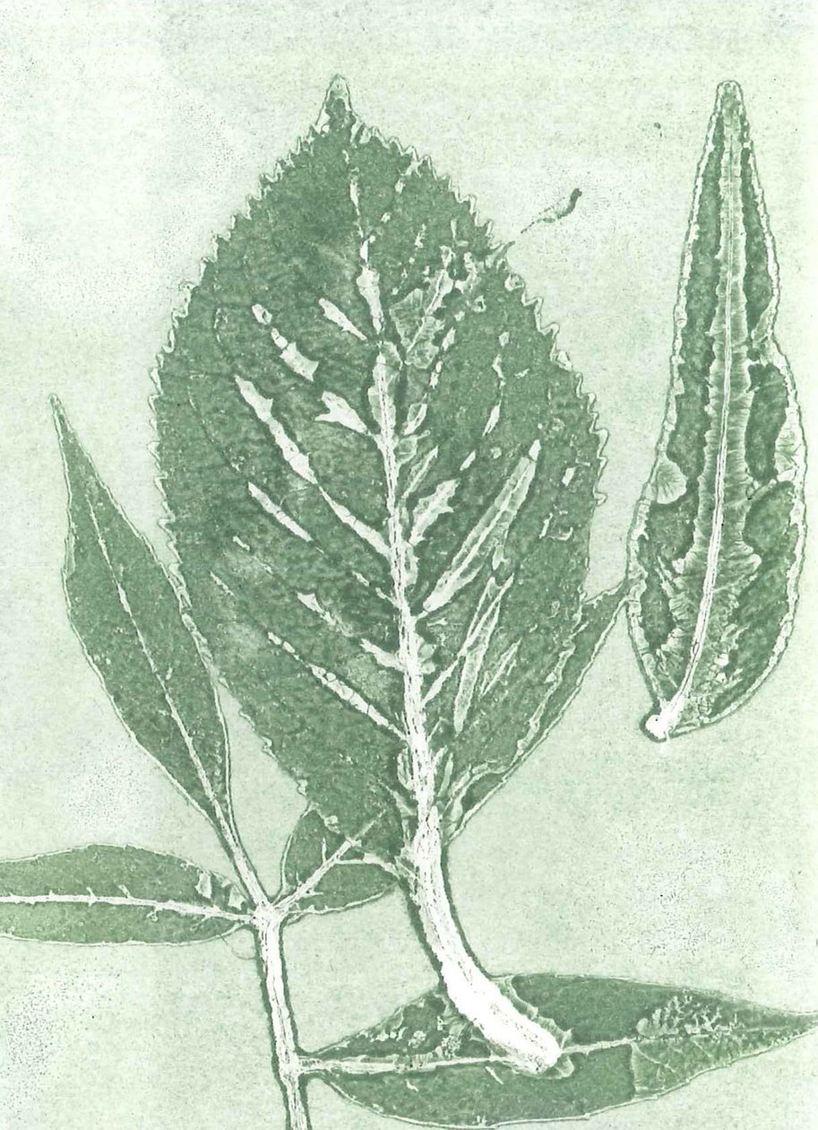 Gone IX, 2015 (monoprint na papierze) autorstwa Stephen Dow