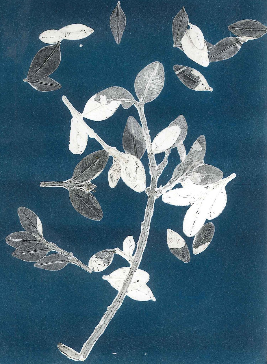 Midnight Garden II, 2015 (monoprint na papierze) autorstwa Stephen Dow